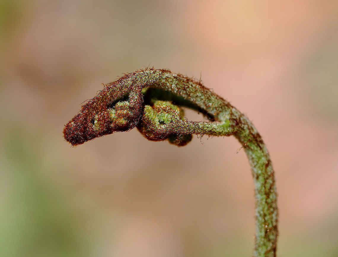 Fern - Polypodiales, Pteridium aquilinum var. latiusculum Habitat: Growing in a wet, deciduous forest<br />
<figure class="photo"><a href="https://www.jungledragon.com/image/126674/fern_-_polypodiales_pteridium_aquilinum_var._latiusculum.html" title="Fern - Polypodiales, Pteridium aquilinum var. latiusculum"><img src="https://s3.amazonaws.com/media.jungledragon.com/images/3232/126674_thumb.jpg?AWSAccessKeyId=05GMT0V3GWVNE7GGM1R2&Expires=1763596810&Signature=jTPgUcIVwiUPnIeOIi5S436M9c4%3D" width="128" height="152" alt="Fern - Polypodiales, Pteridium aquilinum var. latiusculum Habitat: Growing in a wet, deciduous forest<br />
https://www.jungledragon.com/image/126675/fern_-_polypodiales_pteridium_aquilinum.html Eastern Bracken Fern,Geotagged,Polypodiales,Pteridium,Pteridium aquilinum var. latiusculum,Spring,United States,fern" /></a></figure> Eastern Bracken Fern,Geotagged,Pteridium aquilinum var. latiusculum,Spring,United States