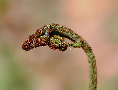 Fern - Polypodiales, Pteridium aquilinum var. latiusculum Habitat: Growing in a wet, deciduous forest
https://www.jungledragon.com/image/126674/fern_-_polypodiales_pteridium_aquilinum.html Eastern Bracken Fern,Geotagged,Pteridium aquilinum var. latiusculum,Spring,United States