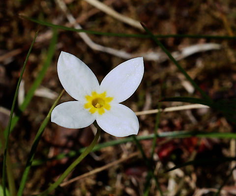 Azure Bluet - Houstonia caerulea Habitat: Deciduous forest
https://www.jungledragon.com/image/126677/azure_bluet_-_houstonia_caerulea.html Azure Bluet,Geotagged,Houstonia,Houstonia caerulea,Spring,United States,bluet