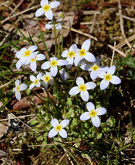 Azure Bluet - Houstonia caerulea Habitat: Deciduous forest
https://www.jungledragon.com/image/126676/azure_bluet_-_houstonia_caerulea.html Azure Bluet,Geotagged,Houstonia caerulea,Spring,United States