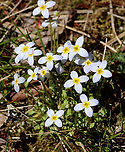 Azure Bluet - Houstonia caerulea Habitat: Deciduous forest<br />
https://www.jungledragon.com/image/126676/azure_bluet_-_houstonia_caerulea.html Azure Bluet,Geotagged,Houstonia caerulea,Spring,United States