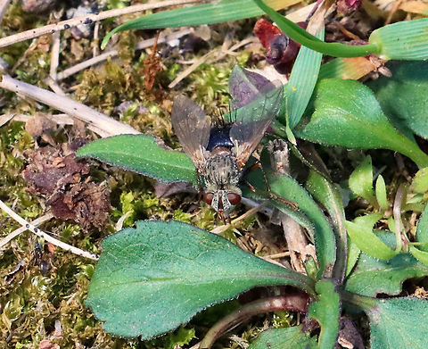 Bristle Fly - Epalpus signifer This was a fairly large fly with long bristles on its shiny, blue abdomen. It had a pale patch, aka 'tramp stamp', at the very rear.

Habitat: Mixed forest Epalpus,Epalpus signifer,Geotagged,Spring,Tachinidae,United States,bristle fly,early tachinid fly,fly,tachinid