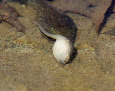 Green Frog Tadpole - Lithobates clamitans I don't know why, but it was rolling around on the rocks at bottom of the pond. I saw a bunch of them exhibiting this behavior.

Habitat: Small pond

https://vimeo.com/661224306 Geotagged,Green frog,Lithobates,Lithobates clamitans,Spring,United States,frog larva,green frog tadpole,larva,tadpole