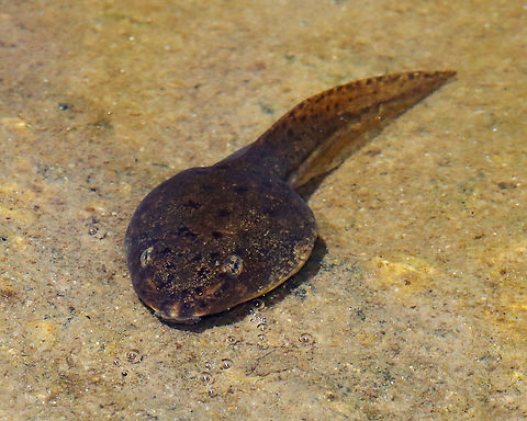 American Bullfrog Tadpole - Lithobates catesbeianus There were dozens in this pond.They were BIG.

https://vimeo.com/661222932 American Bullfrog,American Bullfrog tadpole,Geotagged,Lithobates,Lithobates catesbeianus,Spring,United States,bullfrog tadpole,frog larva,larva,tadpole