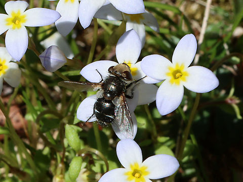 Bristle Fly - Gonia frontosa *Tentative ID - Gonia sagax is also similar, but the bands on the abomen seem to better fit the description of G. frontosa.

Habitat: Mixed forest Geotagged,Gonia,Gonia frontosa,Spring,Tachinid,Tachinidae,United States,bristle fly,diptera,fly