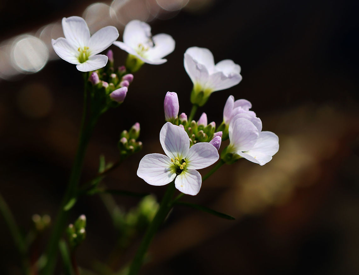 Cuckooflowers - Cardamine pratensis Pinkish white flowers with 4 petals and 6 stamens and alternate leaves.<br />
<br />
It gets its common name from this explanation from herbalist John Gerard: &quot;These floure for the most part in Aprill and May, when the Cuckow begins to sing her pleasant notes without stammering.&quot;<br />
<br />
Habitat: Pondside; mixed forest Brassicaceae,Cardamine,Cardamine pratensis,Cuckooflower,Geotagged,Spring,United States,lady's smock