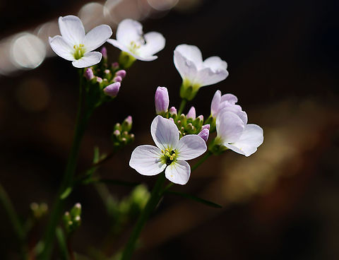 Cuckooflowers - Cardamine pratensis Pinkish white flowers with 4 petals and 6 stamens and alternate leaves.

It gets its common name from this explanation from herbalist John Gerard: "These floure for the most part in Aprill and May, when the Cuckow begins to sing her pleasant notes without stammering."

Habitat: Pondside; mixed forest Brassicaceae,Cardamine,Cardamine pratensis,Cuckooflower,Geotagged,Spring,United States,lady's smock