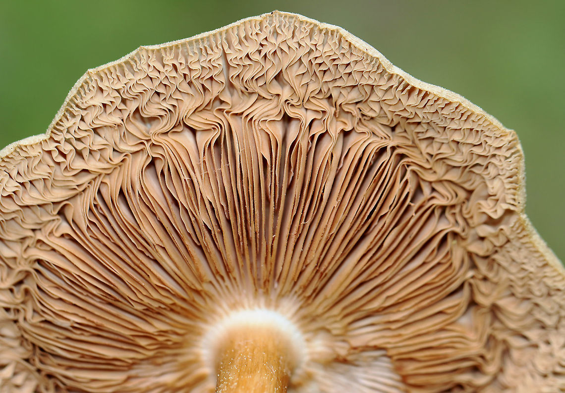 Mushrooms - Pluteus sect. Pluteus Habitat: Growing on the ground, next to a log, in a mixed forest<br />
<figure class="photo"><a href="https://www.jungledragon.com/image/126917/mushrooms_-_pluteus_sect._pluteus.html" title="Mushrooms - Pluteus sect. Pluteus"><img src="https://s3.amazonaws.com/media.jungledragon.com/images/3232/126917_thumb.jpg?AWSAccessKeyId=05GMT0V3GWVNE7GGM1R2&Expires=1759968010&Signature=nKgE%2FVH5YtLHDWvf4HHKSbvWt1Q%3D" width="200" height="154" alt="Mushrooms - Pluteus sect. Pluteus Habitat: Growing on the ground, next to a log, in a mixed forest<br />
https://www.jungledragon.com/image/126917/mushrooms_-_pluteus_sect._pluteus.html<br />
https://www.jungledragon.com/image/126916/mushrooms_-_pluteus_sect._pluteus.html<br />
https://www.jungledragon.com/image/126915/mushrooms_-_pluteus_sect._pluteus.html Geotagged,Spring,United States" /></a></figure><br />
<figure class="photo"><a href="https://www.jungledragon.com/image/126916/mushrooms_-_pluteus_sect._pluteus.html" title="Mushrooms - Pluteus sect. Pluteus"><img src="https://s3.amazonaws.com/media.jungledragon.com/images/3232/126916_thumb.jpg?AWSAccessKeyId=05GMT0V3GWVNE7GGM1R2&Expires=1759968010&Signature=1I7EkTRnFCdY9byuW6E%2B1mw6%2BXw%3D" width="200" height="170" alt="Mushrooms - Pluteus sect. Pluteus Habitat: Growing on the ground, next to a log, in a mixed forest<br />
https://www.jungledragon.com/image/126917/mushrooms_-_pluteus_sect._pluteus.html<br />
https://www.jungledragon.com/image/126916/mushrooms_-_pluteus_sect._pluteus.html<br />
https://www.jungledragon.com/image/126915/mushrooms_-_pluteus_sect._pluteus.html Fungus,Geotagged,Pluteus,Pluteus sect. Pluteus,Spring,United States,mushroom" /></a></figure><br />
<figure class="photo"><a href="https://www.jungledragon.com/image/126915/mushrooms_-_pluteus_sect._pluteus.html" title="Mushrooms - Pluteus sect. Pluteus"><img src="https://s3.amazonaws.com/media.jungledragon.com/images/3232/126915_thumb.jpg?AWSAccessKeyId=05GMT0V3GWVNE7GGM1R2&Expires=1759968010&Signature=fiJaCa4VWPcWfgJca%2BB8xzLFz8s%3D" width="200" height="140" alt="Mushrooms - Pluteus sect. Pluteus Habitat: Growing on the ground, next to a log, in a mixed forest<br />
https://www.jungledragon.com/image/126917/mushrooms_-_pluteus_sect._pluteus.html<br />
https://www.jungledragon.com/image/126916/mushrooms_-_pluteus_sect._pluteus.html<br />
https://www.jungledragon.com/image/126915/mushrooms_-_pluteus_sect._pluteus.html Geotagged,Spring,United States" /></a></figure> Geotagged,Spring,United States
