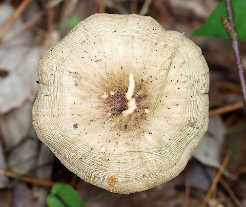 Mushrooms - Pluteus sect. Pluteus Habitat: Growing on the ground, next to a log, in a mixed forest
https://www.jungledragon.com/image/126917/mushrooms_-_pluteus_sect._pluteus.html
https://www.jungledragon.com/image/126916/mushrooms_-_pluteus_sect._pluteus.html
https://www.jungledragon.com/image/126915/mushrooms_-_pluteus_sect._pluteus.html Fungus,Geotagged,Pluteus,Pluteus sect. Pluteus,Spring,United States,mushroom