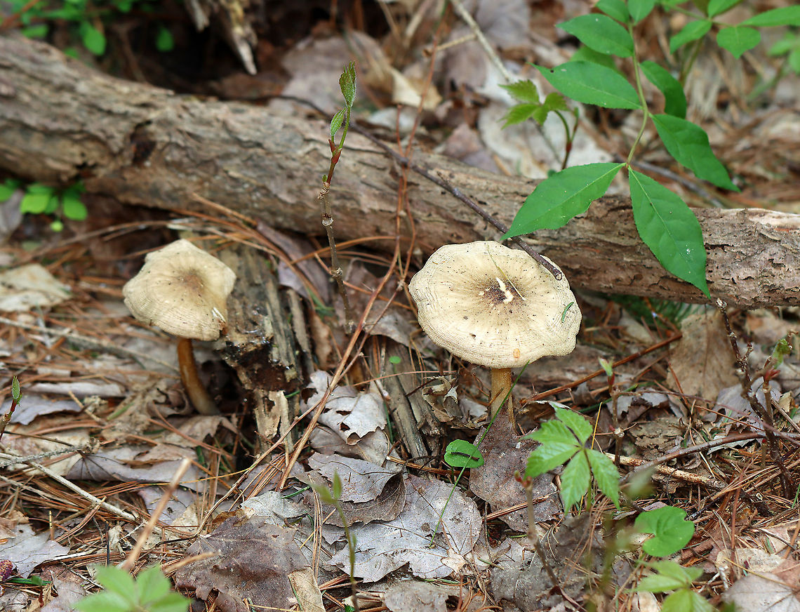 Mushrooms - Pluteus sect. Pluteus Habitat: Growing on the ground, next to a log, in a mixed forest<br />
<figure class="photo"><a href="https://www.jungledragon.com/image/126917/mushrooms_-_pluteus_sect._pluteus.html" title="Mushrooms - Pluteus sect. Pluteus"><img src="https://s3.amazonaws.com/media.jungledragon.com/images/3232/126917_thumb.jpg?AWSAccessKeyId=05GMT0V3GWVNE7GGM1R2&Expires=1759968010&Signature=nKgE%2FVH5YtLHDWvf4HHKSbvWt1Q%3D" width="200" height="154" alt="Mushrooms - Pluteus sect. Pluteus Habitat: Growing on the ground, next to a log, in a mixed forest<br />
https://www.jungledragon.com/image/126917/mushrooms_-_pluteus_sect._pluteus.html<br />
https://www.jungledragon.com/image/126916/mushrooms_-_pluteus_sect._pluteus.html<br />
https://www.jungledragon.com/image/126915/mushrooms_-_pluteus_sect._pluteus.html Geotagged,Spring,United States" /></a></figure><br />
<figure class="photo"><a href="https://www.jungledragon.com/image/126916/mushrooms_-_pluteus_sect._pluteus.html" title="Mushrooms - Pluteus sect. Pluteus"><img src="https://s3.amazonaws.com/media.jungledragon.com/images/3232/126916_thumb.jpg?AWSAccessKeyId=05GMT0V3GWVNE7GGM1R2&Expires=1759968010&Signature=1I7EkTRnFCdY9byuW6E%2B1mw6%2BXw%3D" width="200" height="170" alt="Mushrooms - Pluteus sect. Pluteus Habitat: Growing on the ground, next to a log, in a mixed forest<br />
https://www.jungledragon.com/image/126917/mushrooms_-_pluteus_sect._pluteus.html<br />
https://www.jungledragon.com/image/126916/mushrooms_-_pluteus_sect._pluteus.html<br />
https://www.jungledragon.com/image/126915/mushrooms_-_pluteus_sect._pluteus.html Fungus,Geotagged,Pluteus,Pluteus sect. Pluteus,Spring,United States,mushroom" /></a></figure><br />
<figure class="photo"><a href="https://www.jungledragon.com/image/126915/mushrooms_-_pluteus_sect._pluteus.html" title="Mushrooms - Pluteus sect. Pluteus"><img src="https://s3.amazonaws.com/media.jungledragon.com/images/3232/126915_thumb.jpg?AWSAccessKeyId=05GMT0V3GWVNE7GGM1R2&Expires=1759968010&Signature=fiJaCa4VWPcWfgJca%2BB8xzLFz8s%3D" width="200" height="140" alt="Mushrooms - Pluteus sect. Pluteus Habitat: Growing on the ground, next to a log, in a mixed forest<br />
https://www.jungledragon.com/image/126917/mushrooms_-_pluteus_sect._pluteus.html<br />
https://www.jungledragon.com/image/126916/mushrooms_-_pluteus_sect._pluteus.html<br />
https://www.jungledragon.com/image/126915/mushrooms_-_pluteus_sect._pluteus.html Geotagged,Spring,United States" /></a></figure> Geotagged,Spring,United States