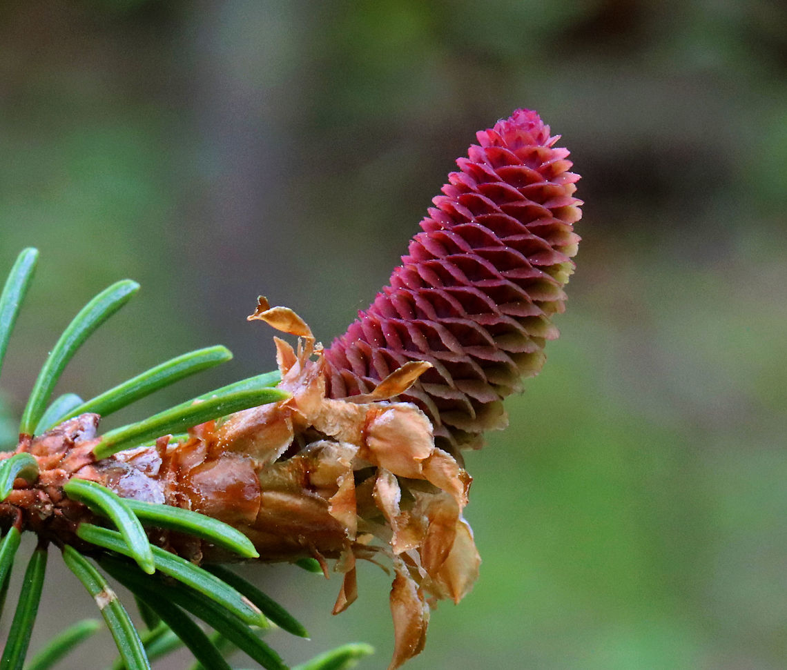 Norway Spruce Cone - Picea abies Habitat: Mixed forest<br />
<figure class="photo"><a href="https://www.jungledragon.com/image/126933/norway_spruce_cone_-_picea_abies.html" title="Norway Spruce Cone - Picea abies"><img src="https://s3.amazonaws.com/media.jungledragon.com/images/3232/126933_thumb.jpg?AWSAccessKeyId=05GMT0V3GWVNE7GGM1R2&Expires=1759968010&Signature=P9Ek3wqYwVPhWEdU4j8KRV0C1wY%3D" width="200" height="144" alt="Norway Spruce Cone - Picea abies Habitat: Mixed forest<br />
https://www.jungledragon.com/image/126933/norway_spruce_cone_-_picea_abies.html<br />
https://www.jungledragon.com/image/126932/norway_spruce_cone_-_picea_abies.html<br />
https://www.jungledragon.com/image/126931/norway_spruce_cone_-_picea_abies.html Geotagged,Norway spruce,Picea,Picea abies,Spring,United States,cone,conifer,spruce,spruce cone" /></a></figure><br />
<figure class="photo"><a href="https://www.jungledragon.com/image/126932/norway_spruce_cone_-_picea_abies.html" title="Norway Spruce Cone - Picea abies"><img src="https://s3.amazonaws.com/media.jungledragon.com/images/3232/126932_thumb.jpg?AWSAccessKeyId=05GMT0V3GWVNE7GGM1R2&Expires=1759968010&Signature=KgYu2M8mkZl2q0LGBKJFyEQAF8g%3D" width="124" height="152" alt="Norway Spruce Cone - Picea abies Habitat: Mixed forest<br />
https://www.jungledragon.com/image/126933/norway_spruce_cone_-_picea_abies.html<br />
https://www.jungledragon.com/image/126932/norway_spruce_cone_-_picea_abies.html<br />
https://www.jungledragon.com/image/126931/norway_spruce_cone_-_picea_abies.html Geotagged,Norway spruce,Picea abies,Spring,United States" /></a></figure><br />
<figure class="photo"><a href="https://www.jungledragon.com/image/126931/norway_spruce_cone_-_picea_abies.html" title="Norway Spruce Cone - Picea abies"><img src="https://s3.amazonaws.com/media.jungledragon.com/images/3232/126931_thumb.jpg?AWSAccessKeyId=05GMT0V3GWVNE7GGM1R2&Expires=1759968010&Signature=3G17AiEN1sy06JJY2MP%2BoeErUC8%3D" width="200" height="172" alt="Norway Spruce Cone - Picea abies Habitat: Mixed forest<br />
https://www.jungledragon.com/image/126933/norway_spruce_cone_-_picea_abies.html<br />
https://www.jungledragon.com/image/126932/norway_spruce_cone_-_picea_abies.html<br />
https://www.jungledragon.com/image/126931/norway_spruce_cone_-_picea_abies.html Geotagged,Norway spruce,Picea abies,Spring,United States" /></a></figure> Geotagged,Norway spruce,Picea abies,Spring,United States