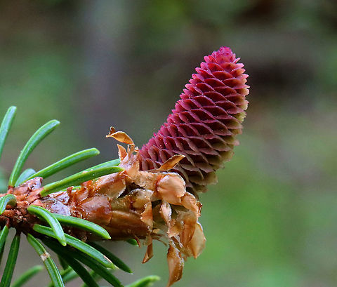 Norway Spruce Cone - Picea abies Habitat: Mixed forest
https://www.jungledragon.com/image/126933/norway_spruce_cone_-_picea_abies.html
https://www.jungledragon.com/image/126932/norway_spruce_cone_-_picea_abies.html
https://www.jungledragon.com/image/126931/norway_spruce_cone_-_picea_abies.html Geotagged,Norway spruce,Picea abies,Spring,United States