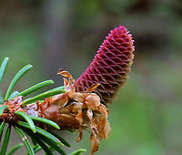 Norway Spruce Cone - Picea abies Habitat: Mixed forest<br />
https://www.jungledragon.com/image/126933/norway_spruce_cone_-_picea_abies.html<br />
https://www.jungledragon.com/image/126932/norway_spruce_cone_-_picea_abies.html<br />
https://www.jungledragon.com/image/126931/norway_spruce_cone_-_picea_abies.html Geotagged,Norway spruce,Picea abies,Spring,United States