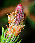 Norway Spruce Cone - Picea abies Habitat: Mixed forest<br />
https://www.jungledragon.com/image/126933/norway_spruce_cone_-_picea_abies.html<br />
https://www.jungledragon.com/image/126932/norway_spruce_cone_-_picea_abies.html<br />
https://www.jungledragon.com/image/126931/norway_spruce_cone_-_picea_abies.html Geotagged,Norway spruce,Picea abies,Spring,United States