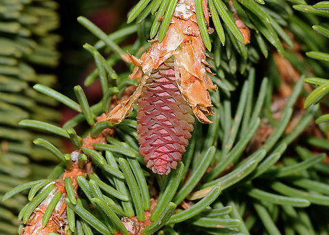 Norway Spruce Cone - Picea abies Habitat: Mixed forest
https://www.jungledragon.com/image/126933/norway_spruce_cone_-_picea_abies.html
https://www.jungledragon.com/image/126932/norway_spruce_cone_-_picea_abies.html
https://www.jungledragon.com/image/126931/norway_spruce_cone_-_picea_abies.html Geotagged,Norway spruce,Picea,Picea abies,Spring,United States,cone,conifer,spruce,spruce cone