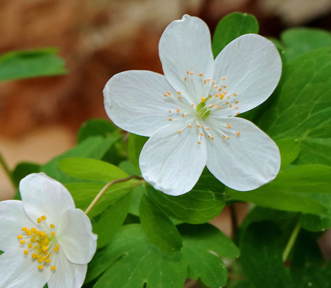 False Rue-anemone - Enemion biternatum Habitat: Mixed forest<br />
<figure class="photo"><a href="https://www.jungledragon.com/image/126937/false_rue-anemone_-_enemion_biternatum.html" title="False Rue-anemone - Enemion biternatum"><img src="https://s3.amazonaws.com/media.jungledragon.com/images/3232/126937_thumb.jpg?AWSAccessKeyId=05GMT0V3GWVNE7GGM1R2&Expires=1759968010&Signature=Rj8pEnszXWA29AVy8H8oRvL8MU8%3D" width="114" height="152" alt="False Rue-anemone - Enemion biternatum Habitat: Mixed forest<br />
https://www.jungledragon.com/image/126936/false_rue-anemone_-_enemion_biternatum.html Enemion biternatum,Geotagged,Spring,United States" /></a></figure> Enemion,Enemion biternatum,Geotagged,Spring,United States,ephemeral,false ruse-anemone