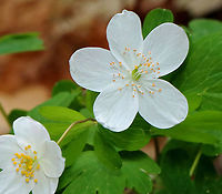 False Rue-anemone - Enemion biternatum Habitat: Mixed forest<br />
https://www.jungledragon.com/image/126937/false_rue-anemone_-_enemion_biternatum.html Enemion,Enemion biternatum,Geotagged,Spring,United States,ephemeral,false ruse-anemone