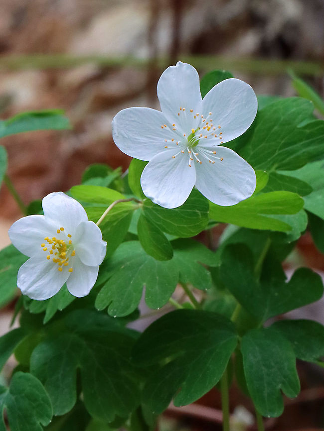 False Rue-anemone - Enemion biternatum Habitat: Mixed forest<br />
<figure class="photo"><a href="https://www.jungledragon.com/image/126936/false_rue-anemone_-_enemion_biternatum.html" title="False Rue-anemone - Enemion biternatum"><img src="https://s3.amazonaws.com/media.jungledragon.com/images/3232/126936_thumb.jpg?AWSAccessKeyId=05GMT0V3GWVNE7GGM1R2&Expires=1759968010&Signature=Cg6EpeZF%2BHHJEOlyOCL3%2FJb5ugM%3D" width="200" height="176" alt="False Rue-anemone - Enemion biternatum Habitat: Mixed forest<br />
https://www.jungledragon.com/image/126937/false_rue-anemone_-_enemion_biternatum.html Enemion,Enemion biternatum,Geotagged,Spring,United States,ephemeral,false ruse-anemone" /></a></figure> Enemion biternatum,Geotagged,Spring,United States