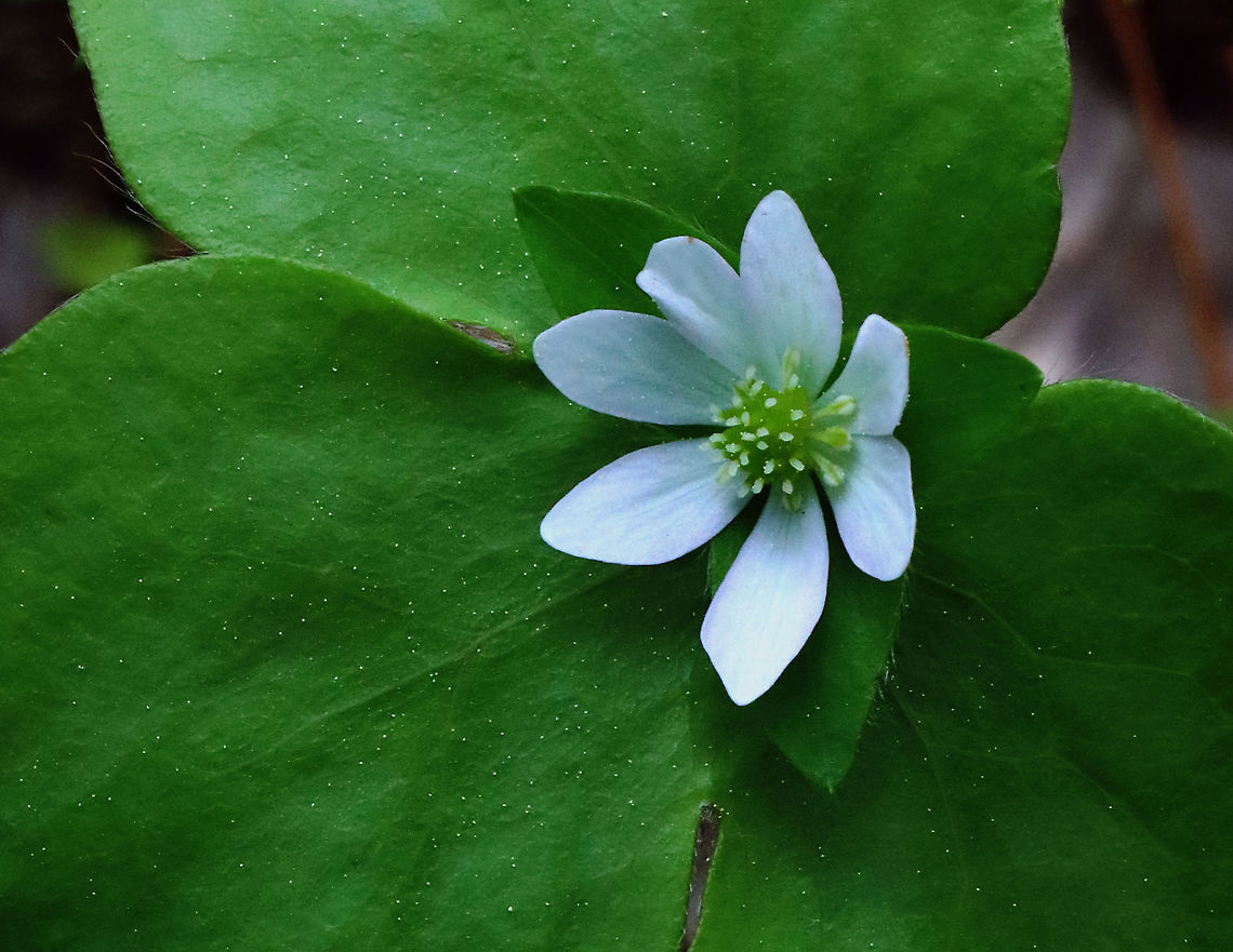 Hepatica acutiloba/Anemone acutiloba? Habitat: Swampy mixed forest<br />
<br />
With flash:<br />
<figure class="photo"><a href="https://www.jungledragon.com/image/127024/hepatica_acutilobaanemone_acutiloba.html" title="Hepatica acutiloba/Anemone acutiloba?"><img src="https://s3.amazonaws.com/media.jungledragon.com/images/3232/127024_thumb.jpg?AWSAccessKeyId=05GMT0V3GWVNE7GGM1R2&Expires=1769040010&Signature=P0VZoHqCHwCNJ7B0vvXJtgTiyFo%3D" width="200" height="148" alt="Hepatica acutiloba/Anemone acutiloba? Habitat: Swampy mixed forest<br />
<br />
Without flash:<br />
https://www.jungledragon.com/image/127023/hepatica_acutilobaanemone_acutiloba.html<br />
 Geotagged,Hepatica acutiloba,Sharp-lobed Hepatica,Spring,United States,anemone,hepatica" /></a></figure> Geotagged,Spring,United States