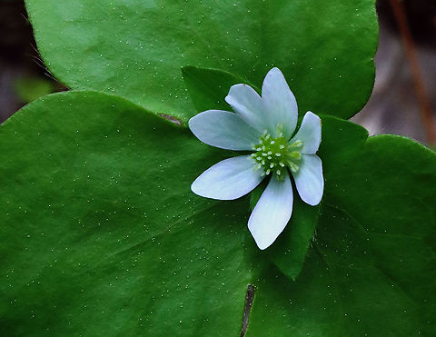 Hepatica acutiloba/Anemone acutiloba? Habitat: Swampy mixed forest

With flash:
https://www.jungledragon.com/image/127024/hepatica_acutilobaanemone_acutiloba.html Geotagged,Spring,United States