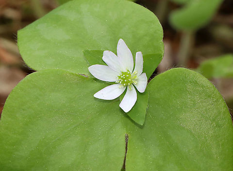 Hepatica acutiloba/Anemone acutiloba? Habitat: Swampy mixed forest

Without flash:
https://www.jungledragon.com/image/127023/hepatica_acutilobaanemone_acutiloba.html
 Geotagged,Hepatica acutiloba,Sharp-lobed Hepatica,Spring,United States,anemone,hepatica