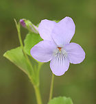Violets - Viola sp. I'm still trying to determine the species.<br />
<br />
Habitat: Growing in small clumps in a mostly deciduous forest.<br />
https://www.jungledragon.com/image/127026/violets_-_viola_sp.html Geotagged,Spring,United States,viola,violet