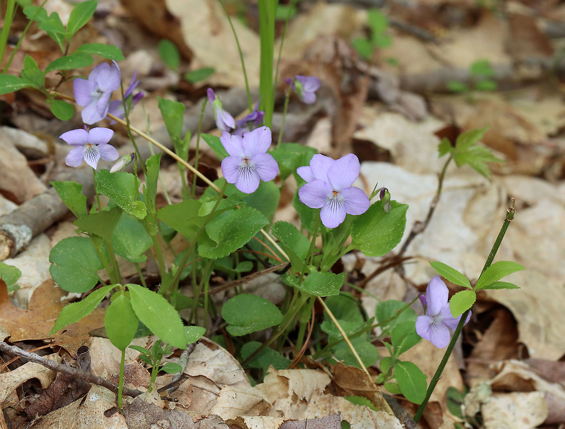 Violets - Viola sp. I'm still trying to determine the species.<br />
<br />
Habitat: Growing in small clumps in a mostly deciduous forest.<br />
<figure class="photo"><a href="https://www.jungledragon.com/image/127025/violets_-_viola_sp.html" title="Violets - Viola sp."><img src="https://s3.amazonaws.com/media.jungledragon.com/images/3232/127025_thumb.jpg?AWSAccessKeyId=05GMT0V3GWVNE7GGM1R2&Expires=1769040010&Signature=DOilLSQkej7Ub0VeyIdLCm%2BN6BI%3D" width="142" height="152" alt="Violets - Viola sp. I'm still trying to determine the species.<br />
<br />
Habitat: Growing in small clumps in a mostly deciduous forest.<br />
https://www.jungledragon.com/image/127026/violets_-_viola_sp.html Geotagged,Spring,United States,viola,violet" /></a></figure> Geotagged,Spring,United States
