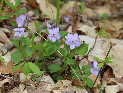 Violets - Viola sp. I'm still trying to determine the species.

Habitat: Growing in small clumps in a mostly deciduous forest.
https://www.jungledragon.com/image/127025/violets_-_viola_sp.html Geotagged,Spring,United States
