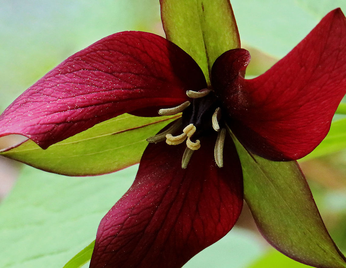 Red Trillium - Trillium erectum Habitat: Deciduous forest Geotagged,Red trillium,Spring,Stinking Benjamin,Trillium,Trillium erectum,United States,wake-robin