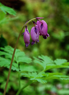 Bleeding-heart - Dicentra formosa An unusual find for the northeastern US.

Habitat: Forested wetland Dicentra,Dicentra formosa,Geotagged,Spring,United States,bleeding heart