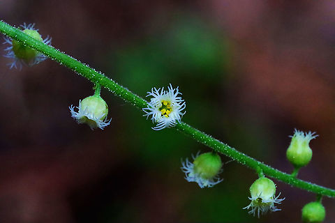 Bishop's Cap - Mitella diphylla Habitat: Forested wetland Bishop's cap,Geotagged,Mitella,Mitella diphylla,Spring,United States