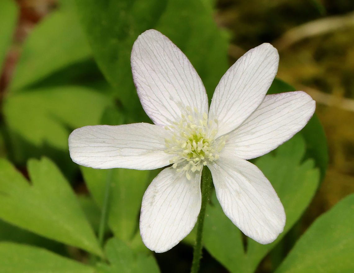Wood Anemone - Anemone quinquefolia/Anemonoides quinquefolia Habitat: Forested wetland Anemone quinquefolia,Anemonoides,Anemonoides quinquefolia,Geotagged,Spring,United States,Wood Anemone,Wood anemone,anemone