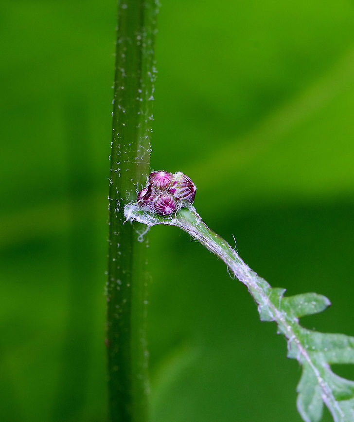 Golden Ragwort Buds - Packera aurea Habitat: Mixed forest/wetland Geotagged,Golden ragwort,Packera,Packera aurea,Spring,St. James wort,United States,cocash weed,cough weed,false valerian,female regulator,golden Senecio,golden groundsel,life root,ragweed,squaw weed,staggerwort,uncum,uncum root,waw weed