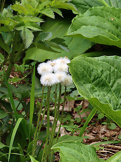 Coltsfoot Blowballs - Tussilago farfara Habitat: Deciduous forest/bog edge Coltsfoot,Geotagged,Spring,Tussilago,Tussilago farfara,United States,blowballs