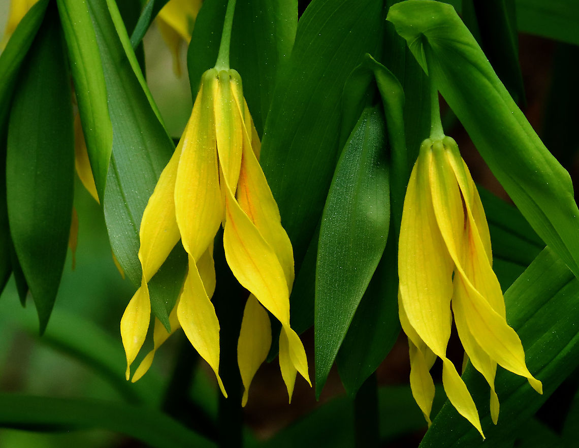 Large-flowered Bellwort - Uvularia grandiflora Yellow flowers atop an angled stem with sessile leaves.<br />
<br />
The genus name comes from the anatomical term "uvula" that refers to the lobe hanging from the back of the soft palate in humans.<br />
<br />
Habitat: Mixed forest Geotagged,Large-flowered bellwort,Spring,United States,Uvularia,Uvularia grandiflora,bellwort