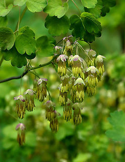 Early Meadow-rue - Thalictrum dioicum Habitat: Deciduous forest Early meadow-rue,Geotagged,Spring,Thalictrum,Thalictrum dioicum,United States