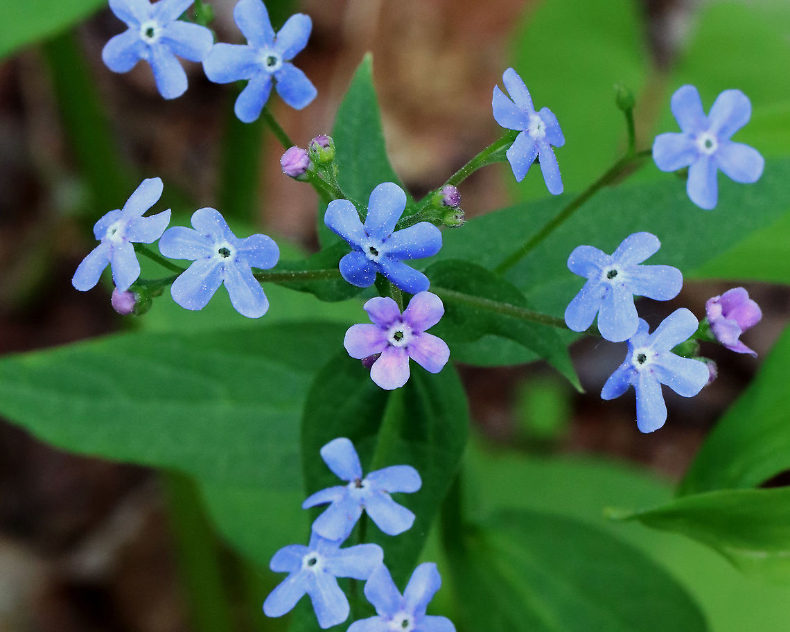 Siberian bugloss - Brunnera macrophylla Habitat: Deciduous forest<br />
<figure class="photo"><a href="https://www.jungledragon.com/image/127240/siberian_bugloss_-_brunnera_macrophylla.html" title="Siberian bugloss - Brunnera macrophylla"><img src="https://s3.amazonaws.com/media.jungledragon.com/images/3232/127240_thumb.jpg?AWSAccessKeyId=05GMT0V3GWVNE7GGM1R2&Expires=1769040010&Signature=BC89m497gPBm4ZbTW1vZ8EcOYog%3D" width="116" height="152" alt="Siberian bugloss - Brunnera macrophylla Habitat: Deciduous forest<br />
https://www.jungledragon.com/image/127239/siberian_bugloss_-_brunnera_macrophylla.html Brunnera macrophylla,Geotagged,Siberian Bugloss,Spring,United States" /></a></figure> Brunnera,Brunnera macrophylla,Geotagged,Siberian Bugloss,Spring,United States,bugloss