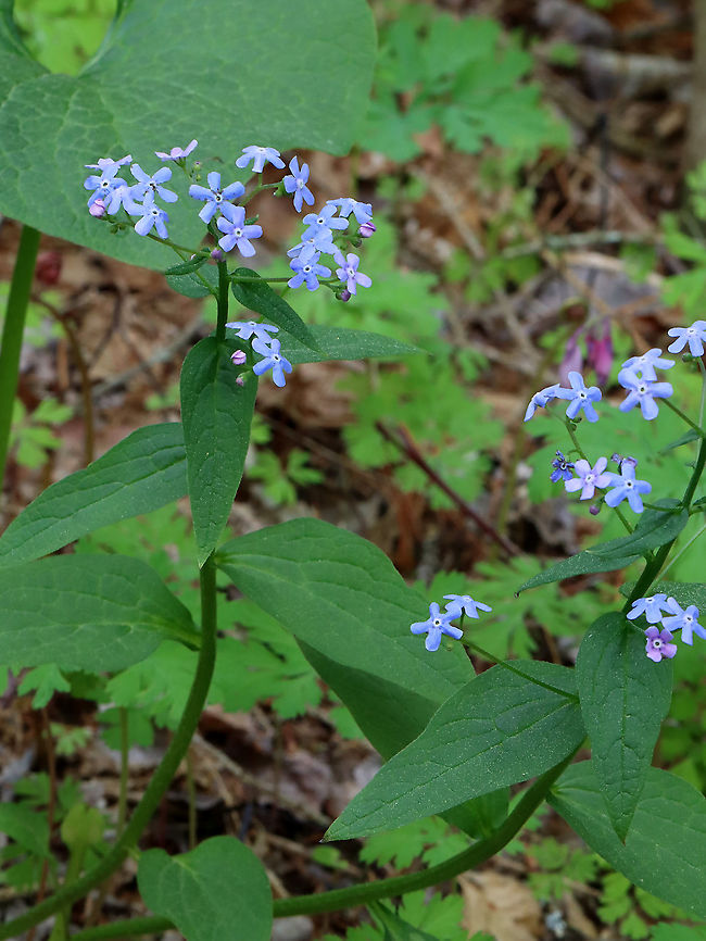 Siberian bugloss - Brunnera macrophylla Habitat: Deciduous forest<br />
<figure class="photo"><a href="https://www.jungledragon.com/image/127239/siberian_bugloss_-_brunnera_macrophylla.html" title="Siberian bugloss - Brunnera macrophylla"><img src="https://s3.amazonaws.com/media.jungledragon.com/images/3232/127239_thumb.jpg?AWSAccessKeyId=05GMT0V3GWVNE7GGM1R2&Expires=1759968010&Signature=jQlAxNQcfYbIpL%2FCp%2FnueDosaOA%3D" width="200" height="162" alt="Siberian bugloss - Brunnera macrophylla Habitat: Deciduous forest<br />
https://www.jungledragon.com/image/127240/siberian_bugloss_-_brunnera_macrophylla.html Brunnera,Brunnera macrophylla,Geotagged,Siberian Bugloss,Spring,United States,bugloss" /></a></figure> Brunnera macrophylla,Geotagged,Siberian Bugloss,Spring,United States