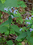 Siberian bugloss - Brunnera macrophylla Habitat: Deciduous forest<br />
https://www.jungledragon.com/image/127239/siberian_bugloss_-_brunnera_macrophylla.html Brunnera macrophylla,Geotagged,Siberian Bugloss,Spring,United States