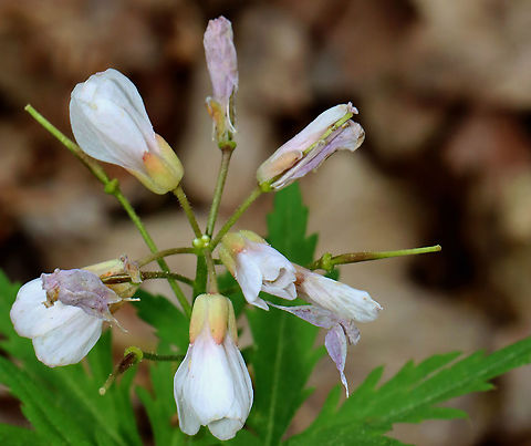 Cutleaf Toothwort - Cardamine concatenata A spring ephemeral that is native to the eastern United States. It's a rare plant in the northeast.

Habitat: Rocky slope in a rich, deciduous forest Cardamine,Cardamine concatenata,Cutleaf toothwort,Geotagged,Spring,United States,crow's toes,pepper root,purple-flowered toothwort