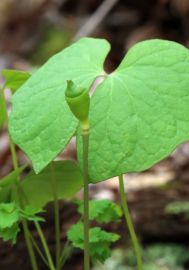 Twinleaf - Jeffersonia diphylla This is the fruit (and leaves of twinleaf, which pops open to release seeds when ripe.<br />
<br />
Habitat: Deciduous forest Geotagged,Jeffersonia,Jeffersonia diphylla,Spring,Twinleaf,United States