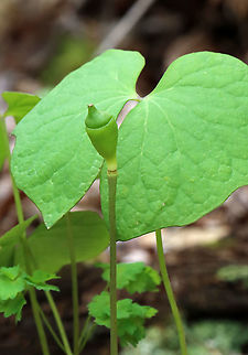 Twinleaf - Jeffersonia diphylla This is the fruit (and leaves of twinleaf, which pops open to release seeds when ripe.

Habitat: Deciduous forest Geotagged,Jeffersonia,Jeffersonia diphylla,Spring,Twinleaf,United States