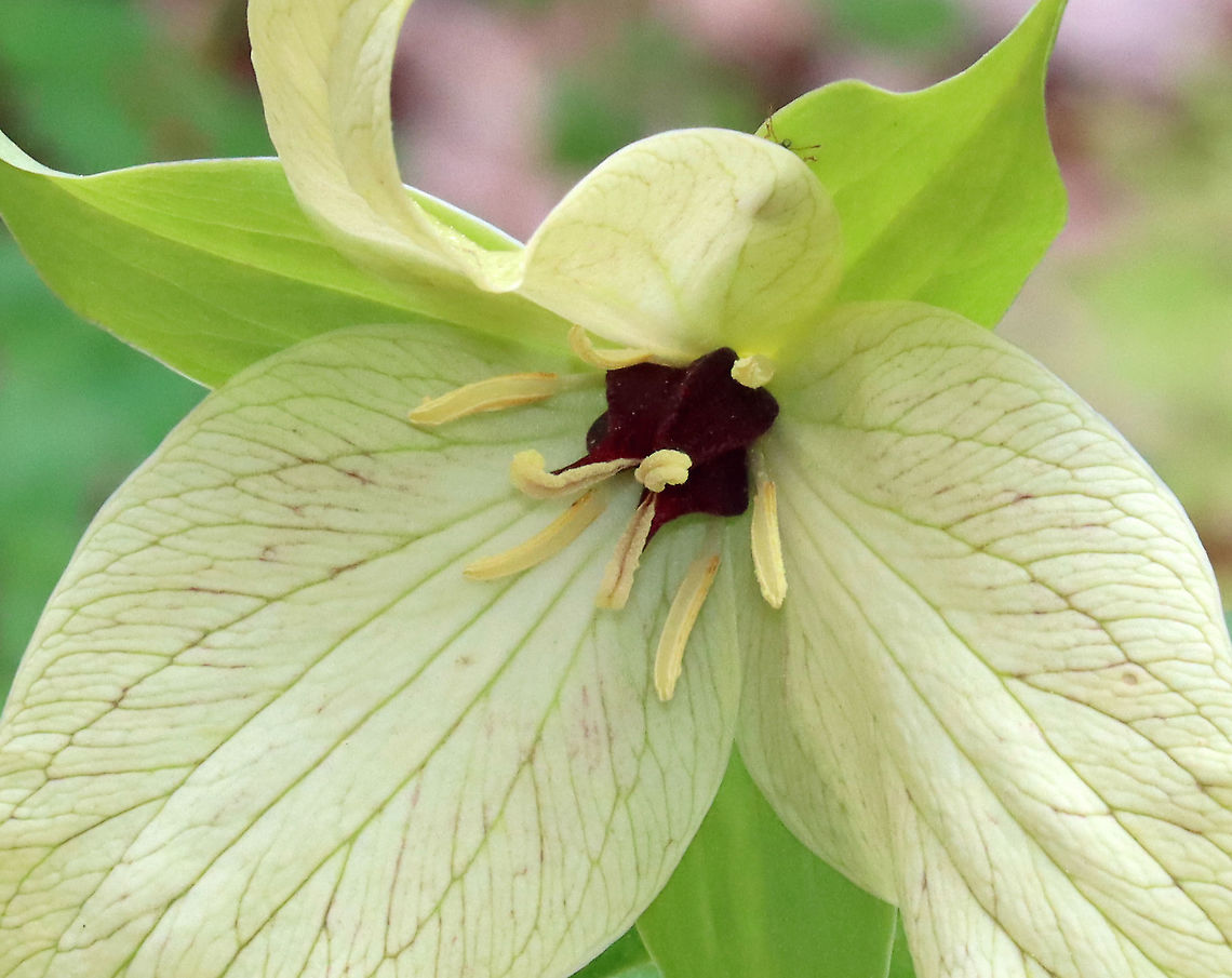 Wet Dog Trillium - Trillium erectum var. album Trillium erectum usually has dark reddish purple petals, but this variety has pale yellow petals.<br />
<br />
As its common name suggests, it really does smell like a wet dog. The smell attracts its pollinators - carrion flies.<br />
<br />
Habitat: Deciduous forest Geotagged,Red trillium,Spring,Trillium erectum,Trillium erectum var. album,United States,trillium,wet dog trillium