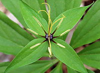 Paris sp. The ID for this observation is currently uncertain. It might be  Paris verticillata, but Paris quadrifolia is also possible. Either would be very unusual to find in this area.  I'm awaiting expert confirmation, which may have to wait until spring. In the meantime, I am changing the location to just reflect the state (New York) at the urging of some experts because this is a rare plant.<br />
<br />
<br />
Habitat: Forest/wetland<br />
https://www.jungledragon.com/image/127249/true_lovers_knot_-_paris_quadrifolia.html<br />
<br />
Observation from May 2022:<br />
https://www.jungledragon.com/image/134765/true_lovers_knot_-_paris_sp.html Geotagged,Paris,Paris quadrifolia,Spring,True lover's knot,United States,herb-paris