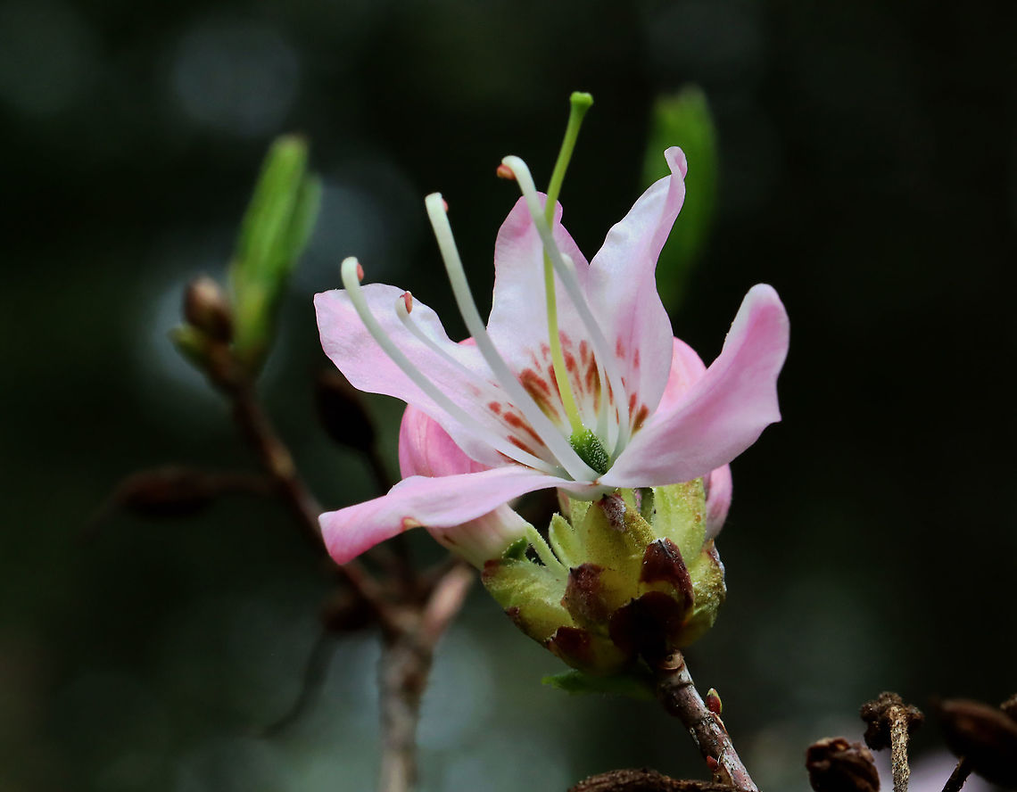 Rhododendron sp. - Rhododendron vaseyi?? I thought these were pinxter flowers (Rhododendron periclymenoides), but now am wondering if they could be Rhododendron prinophyllum, instead. Or else, some other Rhododendron species. **TENTATIVE ID - Rhododendron vaseyi**<br />
<br />
Habitat: Bog<br />
<figure class="photo"><a href="https://www.jungledragon.com/image/127318/rhododendron_sp._-_rhododendron_vaseyi.html" title="Rhododendron sp. - Rhododendron vaseyi??"><img src="https://s3.amazonaws.com/media.jungledragon.com/images/3232/127318_thumb.jpg?AWSAccessKeyId=05GMT0V3GWVNE7GGM1R2&Expires=1767225610&Signature=rxBJXCpZFmq3SrDnY5OyWlHxsQQ%3D" width="200" height="154" alt="Rhododendron sp. - Rhododendron vaseyi?? I thought these were pinxter flowers (Rhododendron periclymenoides), but now am wondering if they could be Rhododendron prinophyllum, instead. Or else, some other Rhododendron species. **TENTATIVE ID - Rhododendron vaseyi**<br />
<br />
Habitat: Bog<br />
https://www.jungledragon.com/image/127317/rhododendron_sp.html Geotagged,Pink azalea,Rhododendron,Rhododendron periclymenoides,Rhododendron vaseyi,Spring,United States,azalea" /></a></figure> Geotagged,Rhododendron vaseyi,Spring,United States