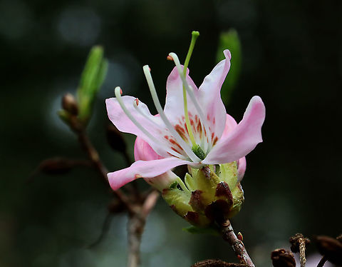 Rhododendron sp. - Rhododendron vaseyi?? I thought these were pinxter flowers (Rhododendron periclymenoides), but now am wondering if they could be Rhododendron prinophyllum, instead. Or else, some other Rhododendron species. **TENTATIVE ID - Rhododendron vaseyi**

Habitat: Bog
https://www.jungledragon.com/image/127318/rhododendron_sp.html Geotagged,Rhododendron vaseyi,Spring,United States