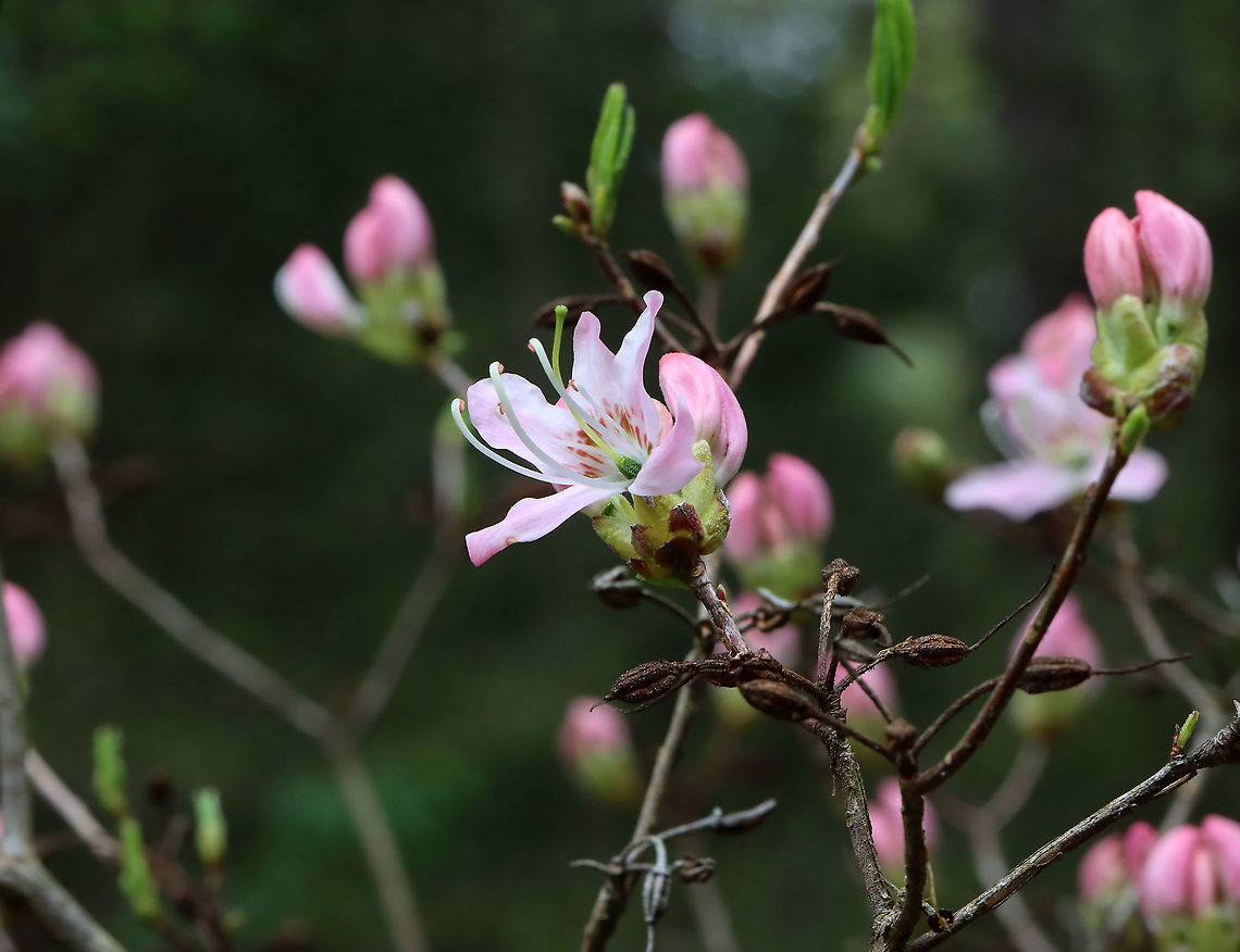 Rhododendron sp. - Rhododendron vaseyi?? I thought these were pinxter flowers (Rhododendron periclymenoides), but now am wondering if they could be Rhododendron prinophyllum, instead. Or else, some other Rhododendron species. **TENTATIVE ID - Rhododendron vaseyi**<br />
<br />
Habitat: Bog<br />
<figure class="photo"><a href="https://www.jungledragon.com/image/127317/rhododendron_sp._-_rhododendron_vaseyi.html" title="Rhododendron sp. - Rhododendron vaseyi??"><img src="https://s3.amazonaws.com/media.jungledragon.com/images/3232/127317_thumb.jpg?AWSAccessKeyId=05GMT0V3GWVNE7GGM1R2&Expires=1769040010&Signature=MGcos579iQl2dlQc7gpbTIY5B6I%3D" width="200" height="156" alt="Rhododendron sp. - Rhododendron vaseyi?? I thought these were pinxter flowers (Rhododendron periclymenoides), but now am wondering if they could be Rhododendron prinophyllum, instead. Or else, some other Rhododendron species. **TENTATIVE ID - Rhododendron vaseyi**<br />
<br />
Habitat: Bog<br />
https://www.jungledragon.com/image/127318/rhododendron_sp.html Geotagged,Rhododendron vaseyi,Spring,United States" /></a></figure> Geotagged,Pink azalea,Rhododendron,Rhododendron periclymenoides,Rhododendron vaseyi,Spring,United States,azalea