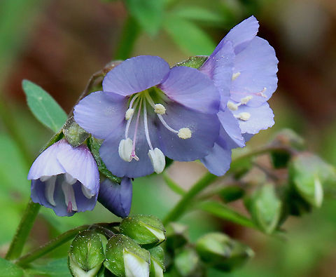 Greek Valerian - Polemonium reptans Weak stemmed plant with flowers in loose clusters of violet-blue bells. A common name for this plant is Jacob's Ladder, which refers to the ladder-like arrangement of the leaves.

Traditionally, the root was used by Native Americans to treat a variety of conditions.

Habitat: Growing near the edge of a pond Geotagged,Greek Valerian,Polemonium,Polemonium reptans,Spring,United States,abscess root,american Greek valerian,blue bells,creeping Jacob's ladder,false Jacob's ladder,spreading Jacob's ladder,stairway to heaven,sweatroot