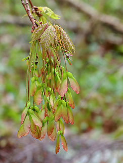 Maple Samaras - Acer sp. I think this is Acer rubrum, but it might be Acer ginnala.

The seeds of maple trees have wings and are called samaras. They are a dispersal mechanism that helps the seeds get farther from the tree.

Habitat: Forested wetland
https://www.jungledragon.com/image/127327/maple_samaras_-_acer_sp.html Acer,Geotagged,Spring,United States,maple,maple samaras,samara