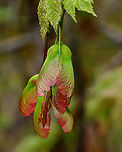 Maple Samaras - Acer sp. I think this is Acer rubrum, but it might be Acer ginnala.<br />
<br />
The seeds of maple trees have wings and are called samaras. They are a dispersal mechanism that helps the seeds get farther from the tree.<br />
<br />
Habitat: Forested wetland<br />
https://www.jungledragon.com/image/127326/maple_samaras_-_acer_sp.html Geotagged,Spring,United States